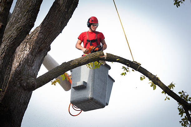 Best Large Tree Removal  in Abbeville, SC